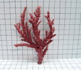 Medium Branch Acro Coral Decoration #115
