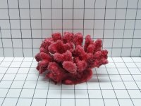 Medium Cauliflower Coral Decoration #210