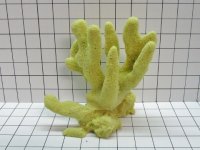 Large Tall Cat's Paw Coral Decoration #717