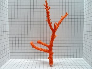 Large Staghorn Acro Coral Decoration #177