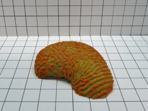 Medium Brain Coral Decoration #310