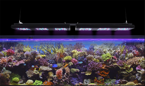 Reef Factory Reef Flare Pro Blue 65W (Black) Small W/ FREE Pro Arm S