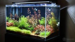 Finnex 48 Planted+ 24/7 Aquarium LED v2